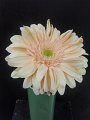 Gerbera Soap